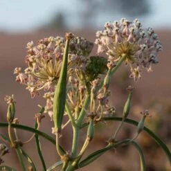 California Narrow Leaf Milkweed -Floral Haven Store asclepias fascicularis santa monica trails council 6 cropped