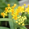 Hello Yellow Butterfly Weed -Floral Haven Store asclepias hello yellow milkweed