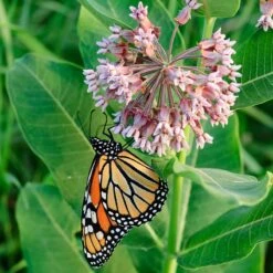 Common Milkweed -Floral Haven Store asclepias syriaca 1