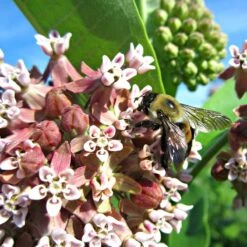 Common Milkweed -Floral Haven Store asclepias syriaca 2