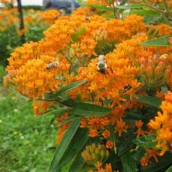 Butterfly Weed (Clay Form) -Floral Haven Store asclepias tuberosa butterfly weed 2 1