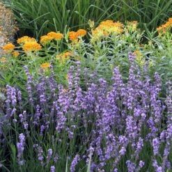 Sharon Roberts English Lavender 13 Sharon Roberts English Lavender -Floral Haven Store asclepias western gold mix lavandula angust sharon roberts 1