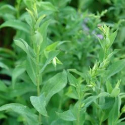 Bluebird Smooth Aster 9 Bluebird Smooth Aster -Floral Haven Store ast laev bluebird foliage northcreek nurseries cropped