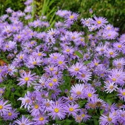 Monch Frikart's Aster -Floral Haven Store aster x frikartii m nch flowers garden
