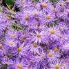 Monch Frikart's Aster 1 Monch Frikart's Aster -Floral Haven Store aster x frikartii m nch garden