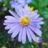 Bluebird Smooth Aster -Floral Haven Store aster bluebird mt cuba closeup cropped
