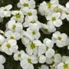 Axcent™ White Aubrieta -Floral Haven Store aubrieta axcent white 1
