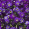 Axcent™ Deep Purple Aubrieta 1 Axcent™ Deep Purple Aubrieta -Floral Haven Store axcent deep purple rock cress 1
