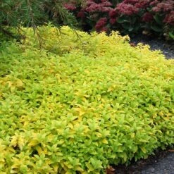 Floral Haven Store -Floral Haven Store aztec gold veronica 2