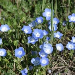 Alternative Lawn Wildflower Seed Mix -Floral Haven Store baby blue eyes 1