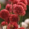 Ballerina Red Armeria -Floral Haven Store ballerina red armeria 1