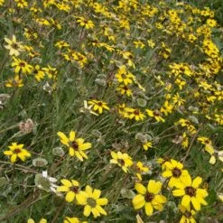 Mora County Chocolate Flower Mix (Berlandiera) -Floral Haven Store berlandiera lyrata david.winger cropped 2