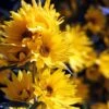 Santa Fe Maximilian's Sunflower (Helianthus) -Floral Haven Store betty griffith maximilliana sant