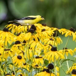 Goldsturm Black Eyed Susan -Floral Haven Store bird rudbeckia goldsturm web 2