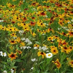 Dry Area Wildflower Seed Mix 10 Dry Area Wildflower Seed Mix -Floral Haven Store black eyed susan gloriosa daisy yarrow