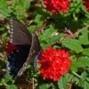 Red Devil Perennial Verbena -Floral Haven Store blk swallowtail red devil verbena cstein 1