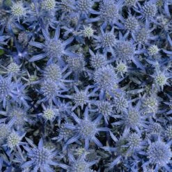 Blue Glitter Sea Holly (Eryngium) 10 Blue Glitter Sea Holly (Eryngium) -Floral Haven Store blue glitter sea holly 2