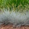 Blue Whiskers Fescue Grass -Floral Haven Store blue whiskers fescue grass 1