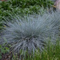 Blue Whiskers Fescue Grass -Floral Haven Store blue whiskers fescue grass 3