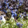 Blue Spike Salvia -Floral Haven Store bog sage salvia uliginosa cropped 3
