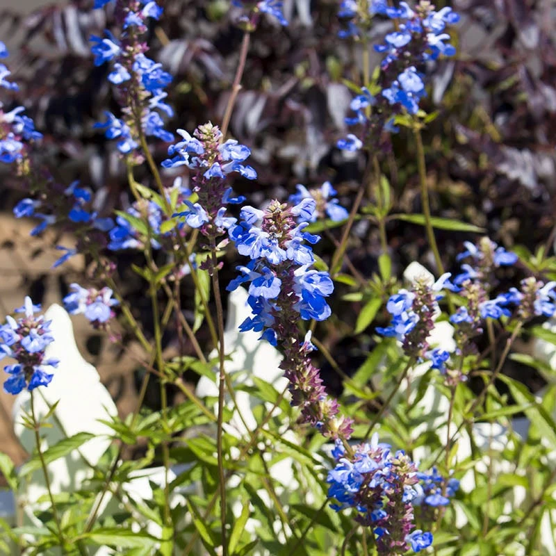 Blue Spike Salvia 3 Blue Spike Salvia