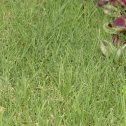 Prestige™ Buffalo Grass Plugs -Floral Haven Store buchloe dactyloides prestige 27053