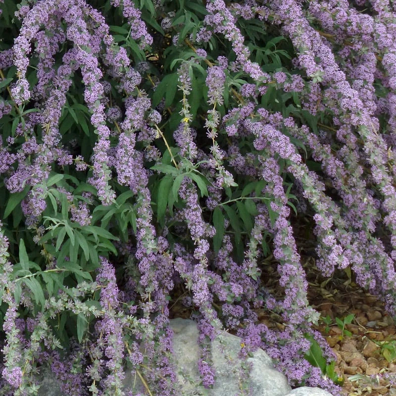 Silver Spring Blooming Butterfly Bush (Buddleia) 3 Silver Spring Blooming Butterfly Bush (Buddleia)