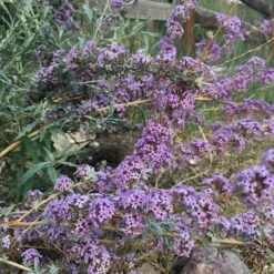 Silver Spring Blooming Butterfly Bush (Buddleia) 9 Silver Spring Blooming Butterfly Bush (Buddleia) -Floral Haven Store buddleia alternifolia argentea