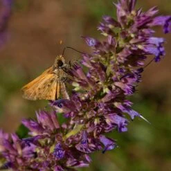 Blue Blazes Agastache 11 Blue Blazes Agastache -Floral Haven Store butterfly on blue blazes hyssop