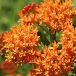 Butterfly Weed -Floral Haven Store butterfly weed 2