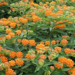 Butterfly Weed -Floral Haven Store butterfly weed 4