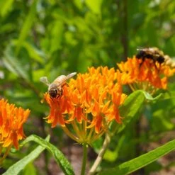 Butterfly Weed (Clay Form) -Floral Haven Store butterfly weed asclepias tuberosa garden