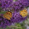 Buzz® Midnight Butterfly Bush (Buddleia) 2 Buzz® Midnight Butterfly Bush (Buddleia) -Floral Haven Store buzz midnight butterfly bush buddleia purple