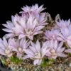 Miniature Chin Cactus (Gymnocalycium) -Floral Haven Store cactus gymnocalycium bruchii cropped 1