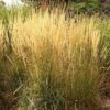 Karl Foerster Feather Reed Grass 2 Karl Foerster Feather Reed Grass -Floral Haven Store calamagrostis acutiflora karl foerster grass 3