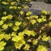Sundrops (Calylophus) 1 Sundrops (Calylophus) -Floral Haven Store calylophus drummondii 1
