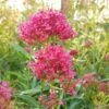 Pink Valerian (Centranthus) -Floral Haven Store centranthus cropped