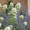 White Valerian (Centranthus) -Floral Haven Store centranthus ruber albus and nepeta