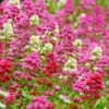 Rosy Trio Valerian Collection (Centranthus) 2 Rosy Trio Valerian Collection (Centranthus) -Floral Haven Store centranthus ruber jupiters beard cropped