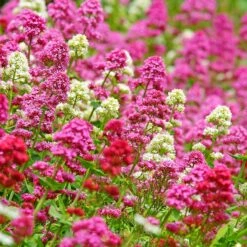 Floral Haven Store 50 Rosy Trio Valerian Collection (Centranthus)