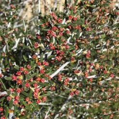 Littleleaf Mountain Mahogany (Cercocarpus) -Floral Haven Store cercocarpus intricatus flowers red