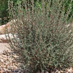 Littleleaf Mountain Mahogany (Cercocarpus) -Floral Haven Store cercocarpus intricatus whole plt rock garden