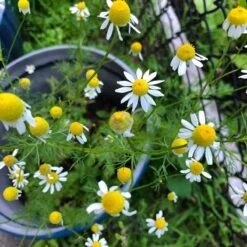 Alternative Lawn Wildflower Seed Mix -Floral Haven Store chamomile potted