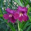 Lucretia Hamilton Desert Willow -Floral Haven Store chilopsis lucrietia hamilton close up