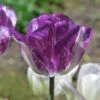 Colorado Proud Triumph Tulip -Floral Haven Store colorado proud tulip purple