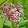 Common Milkweed -Floral Haven Store common milkweed seeds pollinators