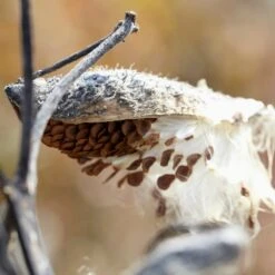 Common Milkweed -Floral Haven Store common milkweed seeds seed pod