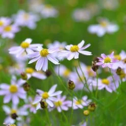 American Dream Coreopsis 9 American Dream Coreopsis -Floral Haven Store coreopsis american dream 3
