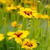 Sterntaler Coreopsis 2 Sterntaler Coreopsis -Floral Haven Store coreopsis sterntaler tickseed 37945