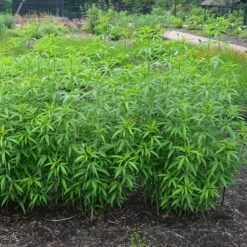Gold Standard Coreopsis -Floral Haven Store coreopsis gold standard foliage cropped northcreek